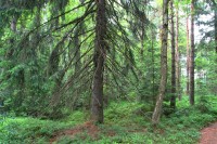 Lesní porost u Radostínského rašeliniště