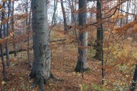 Vyvýšenina  Hradního kopce se zříceninou hradu