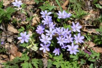 Jarní květena na Lysé hoře