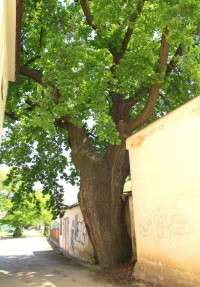 Mikulov - památný dub u sv. Jana Nepomuckého
