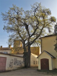 Památný dub u sv. Jana Nepomuckého ze dvora