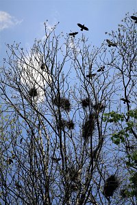 V korunách stromů se nachází řada hnízd
