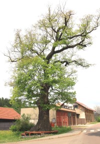 Jablonné nad Orlicí - památný dub