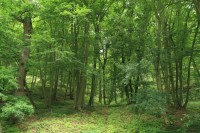 Střelický les - přírodní památka