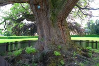 Detail kmene stromu s evidenčním číslem