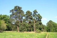Soliterní borovice na březích rybníků