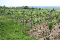 Bohutické vinohrady se rozkládají na řadě míst katastru