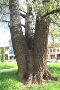 Kmen stromu