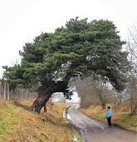 Vranov u Brna - památná borovice Na gruntech