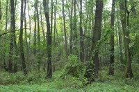 Černovický hájek - přírodní rezervace