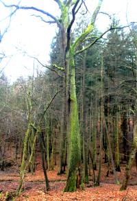 Hraniční dub na Augšperském potoce