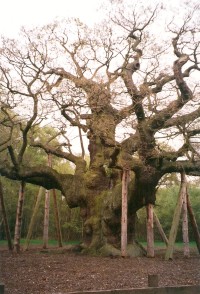 Sherwoodský les - památný strom Major Oak