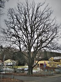 Památný dub na ulici Zámecké