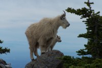 Horske kozy jsou pravidelne vidany v okoli hory Ellinor