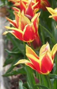 nevsedni odruda tulipanu