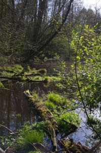 Lesní rybník ll
