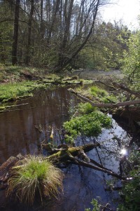 Lesní rybník l