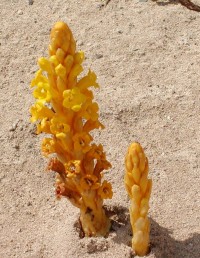 Sal - pouštní květena