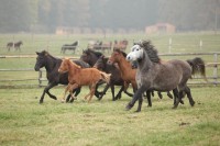 Za stádem huculských koní