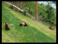 Bernští medvědi