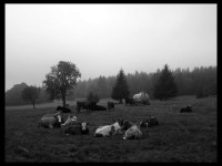 Krávy na Bučině
