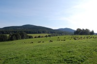 Typické pastviny pod Kraví a Kuní horou