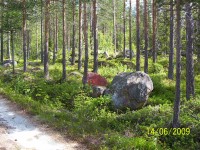 NORSKO - lesní krajina - stromy, borůvčí, balvany