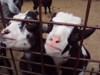 Možnost zakoupení krmení pro kozy