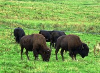 bizoni u Rožnova