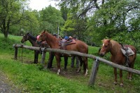 Koně na Vogelsangu