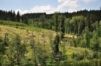 Přes údolí Hodkovského potoka, kterým vede i železnice ze Zruče ke Kutné Hoře na lesní prostor Na Bábě