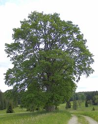 Pohořský klen nedaleko Stodůleckého vrchu