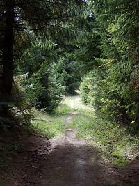 lesní stezka vedoucí na Kamenec