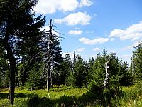 lesy jsou nejzachovalejší složkou přírody Krušných hor