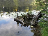 Velké Javorské jezero