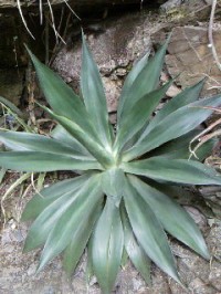 aloe