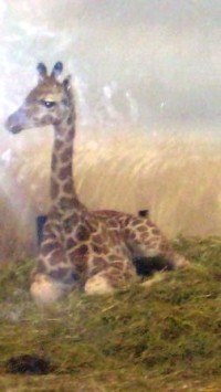 Odpočívající mládě žirafy