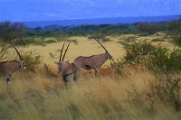 Antilopy v národním parku Awash