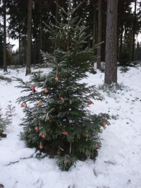 vánoční stromeček pro zvířátka poblíž pramene