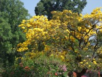 Paradeniya - Královská botanická zahrada
