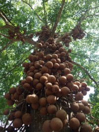 Cannonball tree