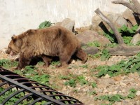 Medvěd v zámeckém příkopu