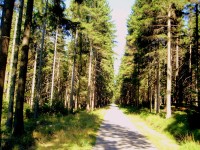 Les u Svoru