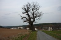 Lomanský dub u silnice