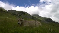 Spokojená pyrenejská kráva.