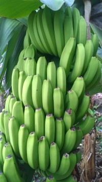 trs banánů.