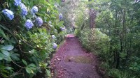 modré chryzantémy na cestě levádou.