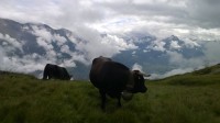 švýcarské krávy.