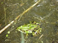Žába ve Staroměstském rybníce.