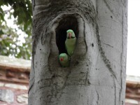 Papoušci hnízdí ve stromech parku.